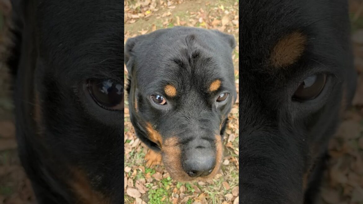 怒られると真剣になるロットワイラー #shorts #rottweiler #rescuedog