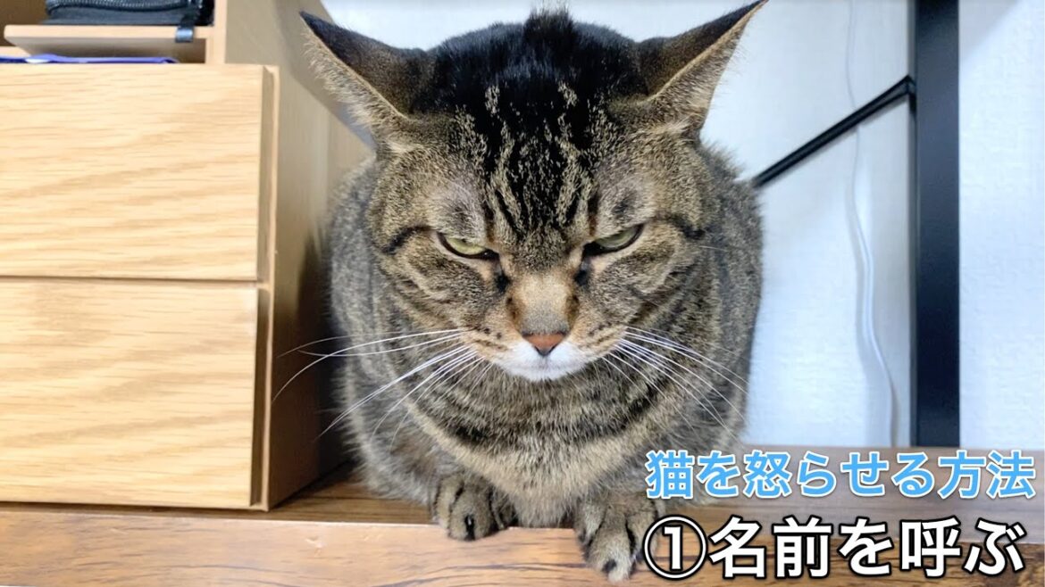 猫を簡単に怒らせる様々な方法