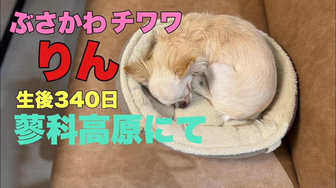 ぶさかわチワワりん。生後340日蓼科高原にて