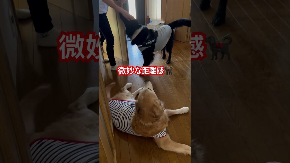 仲悪い？　#フラットコーテッドレトリバー #フラットコーテッドレトリーバー #フラッティ #黒犬 #大型犬　#ダンダダン