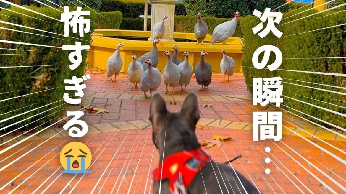 恐怖の戦い…!そして本当にエミューを食べてしまう飼い主【オーストラリア車中泊旅の醍醐味】 恐怖の戦い…!そして本当にエミューを食べてしまう飼い主【オーストラリア車中泊旅の醍醐味】
