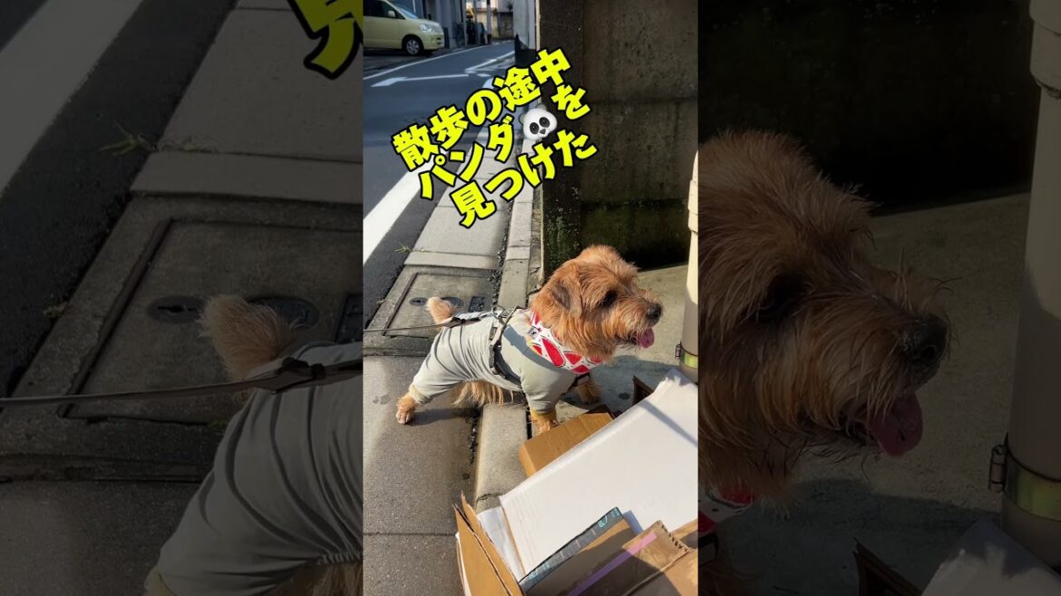 【パンダ発見】#shorts #norfolkterrier #dog #パンダ #キチ #terrier #お散歩