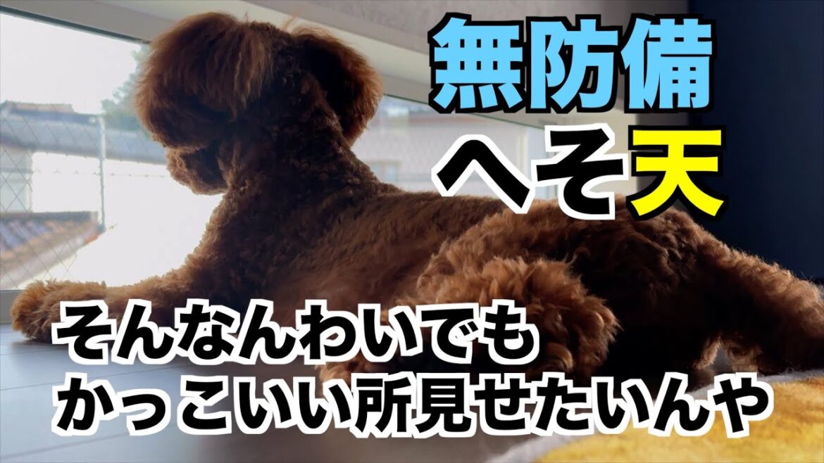 無防備なトイプードルがカッコをつけたい時もある！