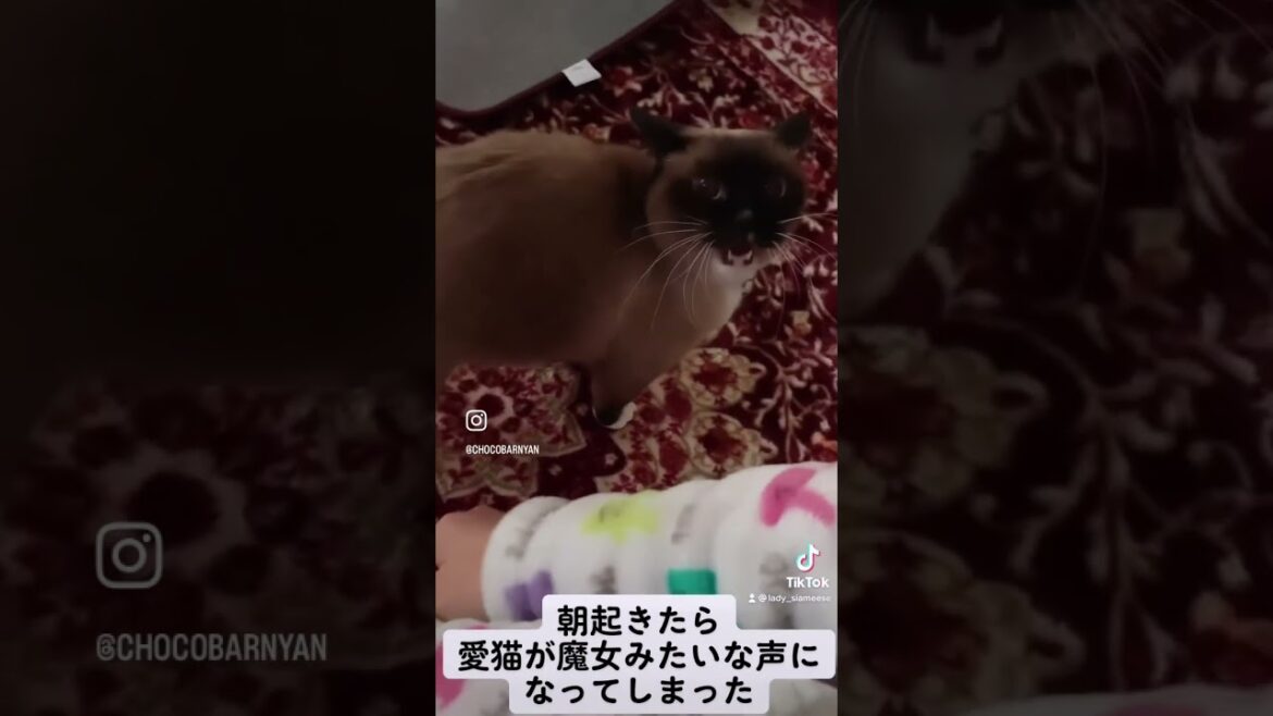 愛猫 たぬシャム シャム猫のチョコ棒　女の子 #cat #シャム猫 #shorts
