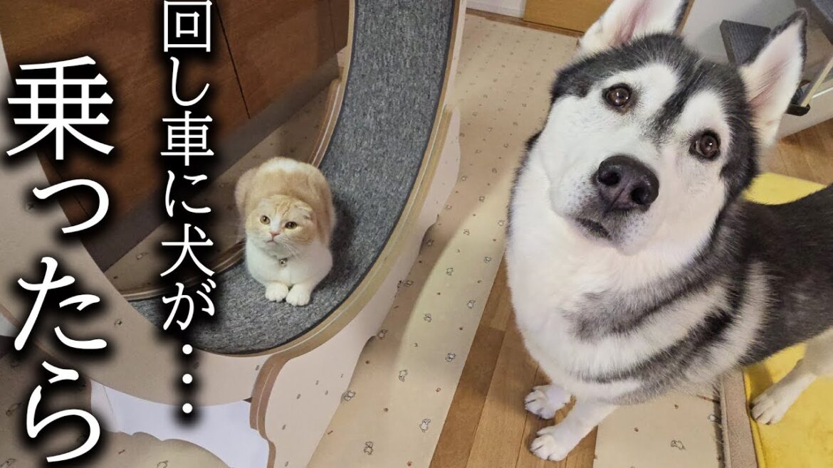 生まれて初めて回し車を見た犬と猫がこうなっちゃいました...