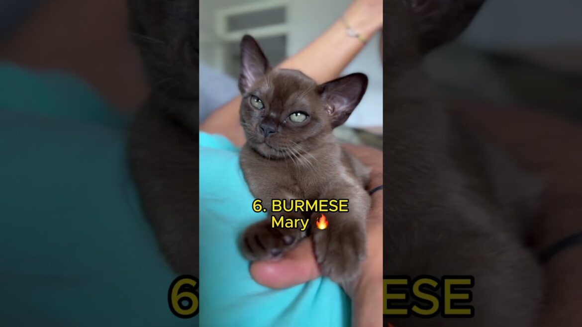 Discover the TOP 7 SMARTEST Cat Mambo Breeds #catlife #catlover #catsfacts #catshorts #catbreeds