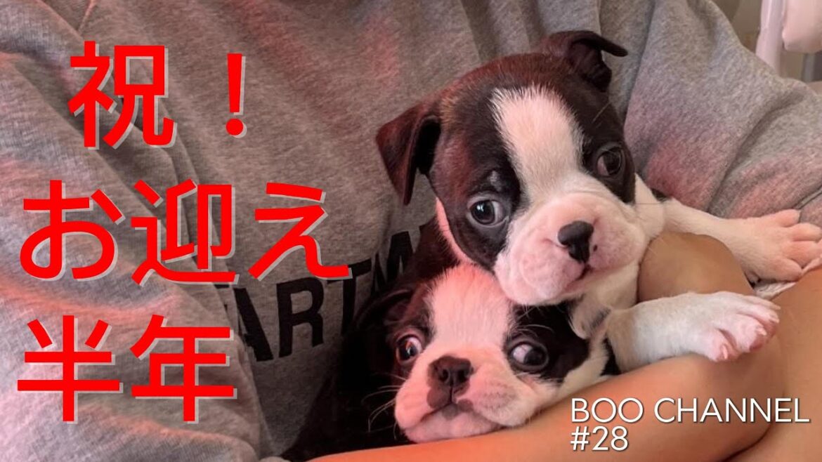 祝！チュパ犬お迎え半年の軌跡#bostonterrier #puppy #記念日 #aniversary #ボストンテリア #犬のいる生活