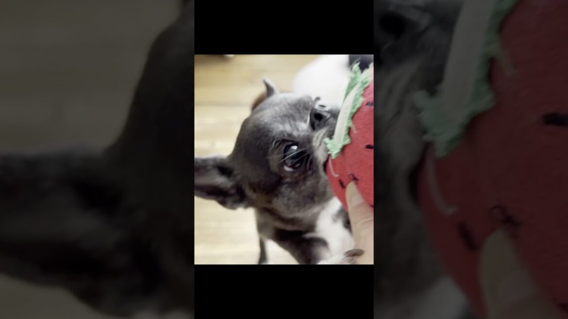 スムースチワワのカワイイは正義♡ #shorts #チワワ #chihuahua #可愛い #犬 #dog