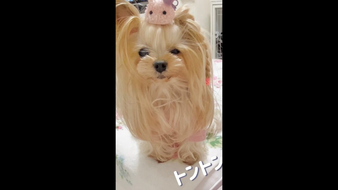 トントンすると寝る犬　#shorts #寝起きのわんこ #ヨークシャーテリア #犬との暮らし