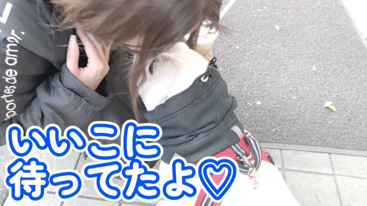 コンビニ前でいちゃつく親子…。【フレンチブルドッグ frenchbulldog】