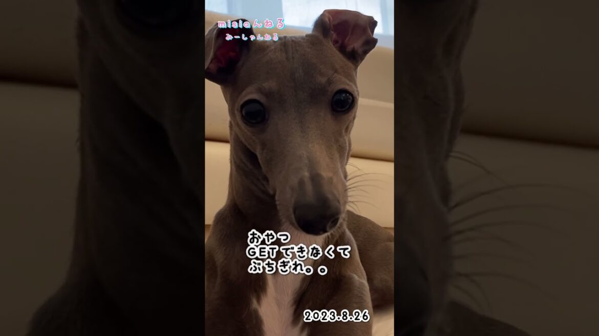 【おやつ食べたくて怒るmisia】 #misiaんねる #イタグレ #イタリアングレーハウンド #犬のいる暮らし #おやつ #ぶちギレ #怒り爆発 #おやつ食べたい #逆ギレ