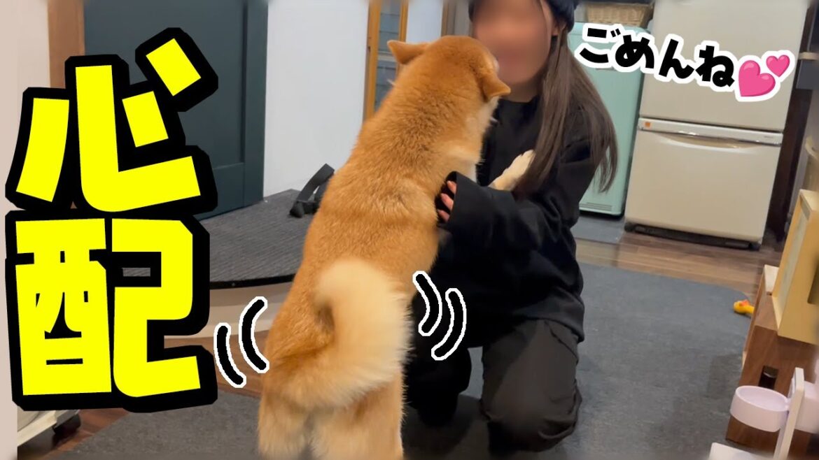 深夜にも帰って来ない娘を待ち続ける柴犬姉妹の愛情に感動しました