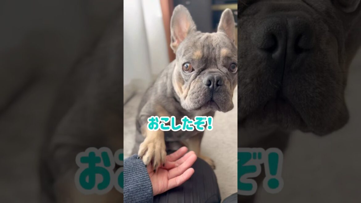 お留守番をお願いしたら… #shorts #フレブル #フレンチブルドッグ