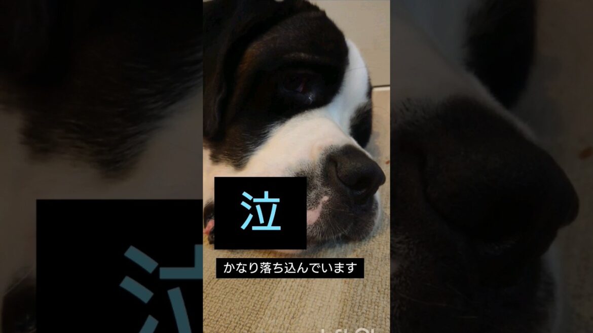 【怖くて泣いちゃう超大型犬セントバーナード】アルミの板が怖い😢 #いぬ #shorts