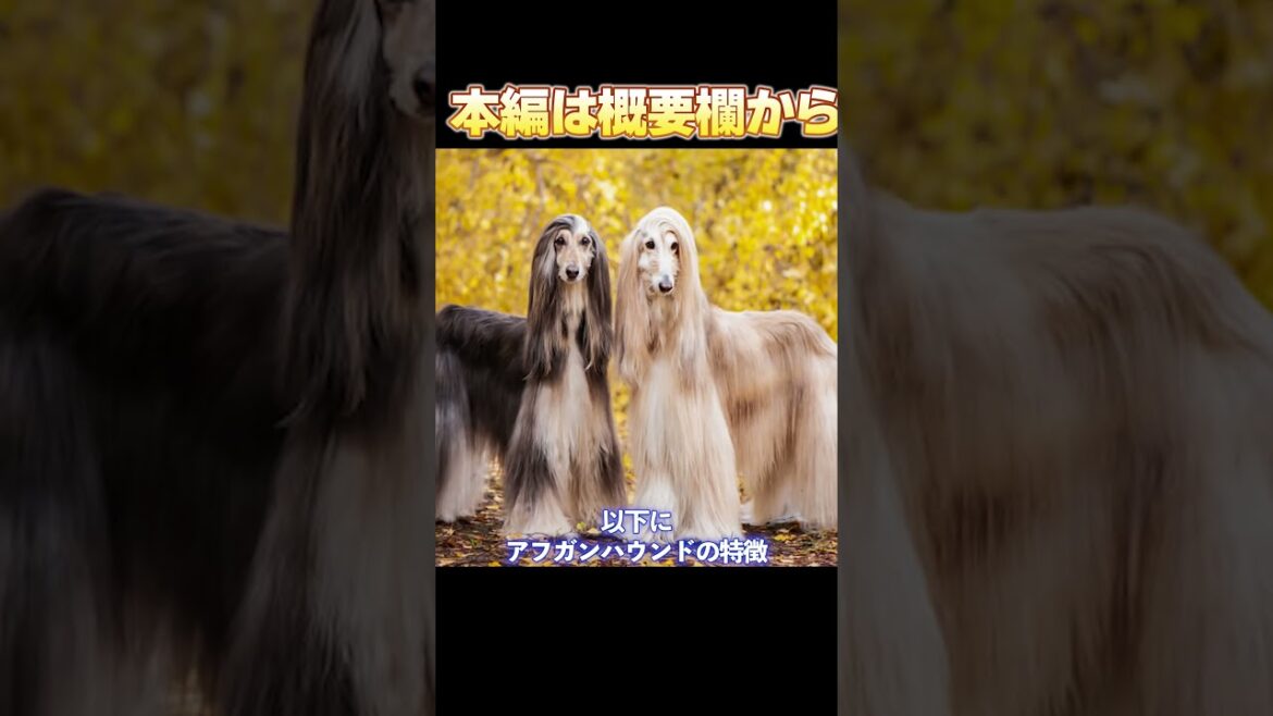 【本編は概要欄から】「アフガンハウンドってどんな犬？初心者が知るべき基礎知識を解説」_#世界の犬猫動物CH_#short