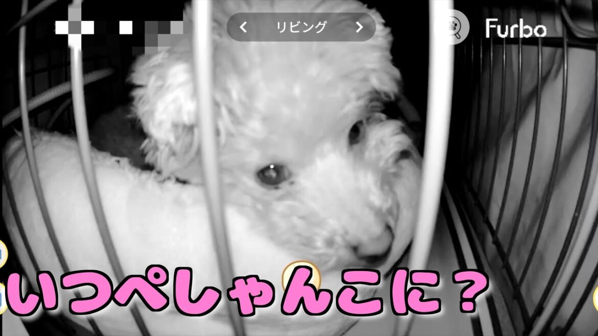 愛犬にあげたカインズの保温ベッドがぺしゃんこになってるので寝る時の様子を覗き見てみたら…【トイプードル】