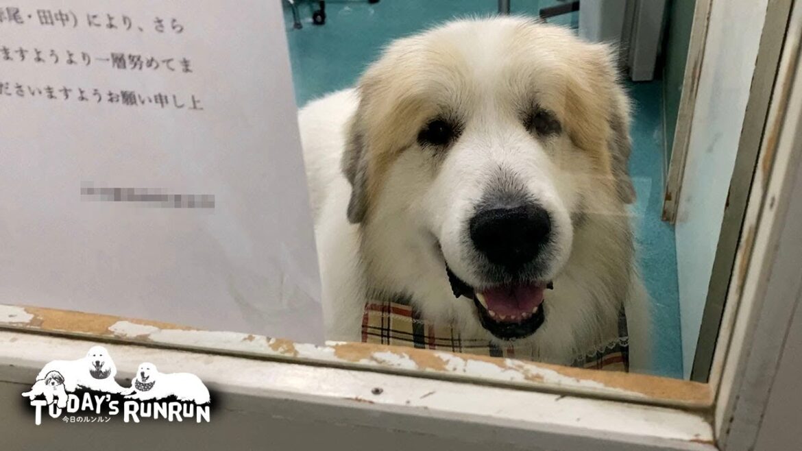 人間換算70歳だけどリボンがお似合いのベビーフェイスなアランです　Great Pyrenees　グレートピレニーズ