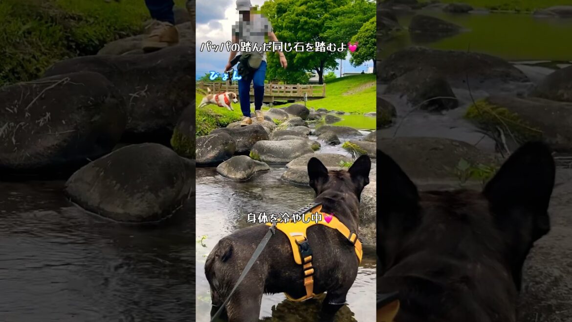 バランス良く石を渡っちゃうジャックラッセルテリア　佇むフレンチブルドッグ　#あしゅらご #shorts