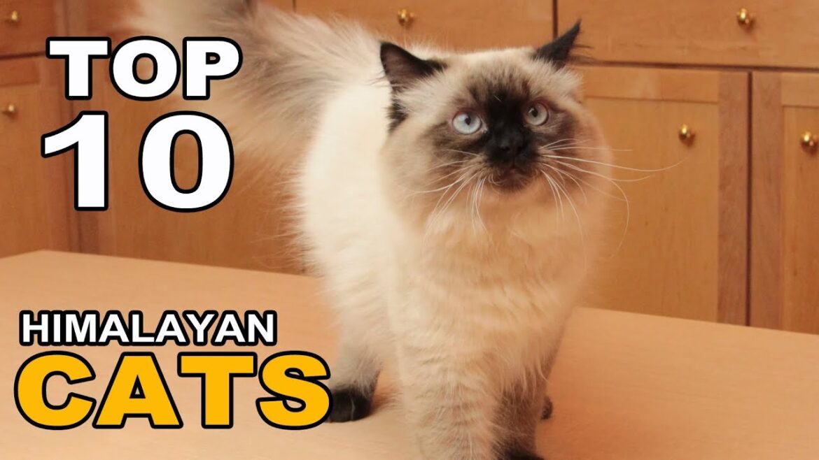 TOP 10 HIMALAYAN CATS BREEDS