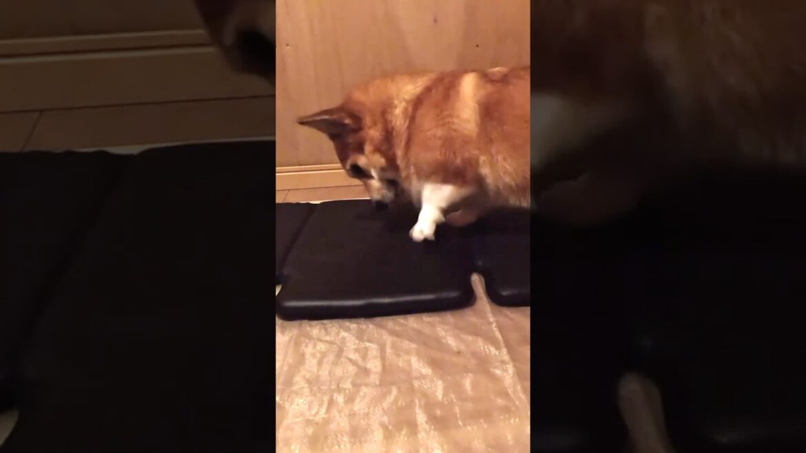 爪研ぎに夢中なコーギー / A corgi completely engrossed in scratching #corgi #コーギー #サクラ