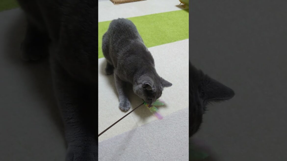 【猫動画】猫じゃらしで遊ぶシャルトリュー #shorts #猫 #ネコ #シャルトリュー  #cat  #ねこ #子猫 【猫動画】猫じゃらしで遊ぶシャルトリュー #shorts #猫 #ネコ #シャルトリュー  #cat  #ねこ #子猫