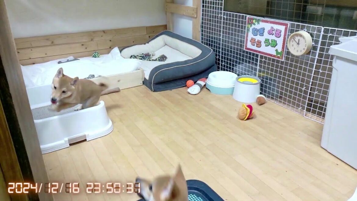 柴犬なつ！子育て生配信【生後98日】むぎくんは元気です！と動画で報告ありました！