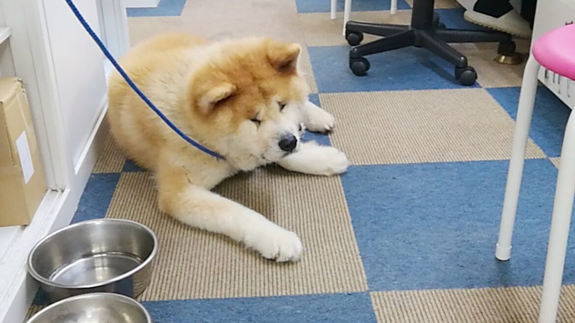 秋田犬会館配信！