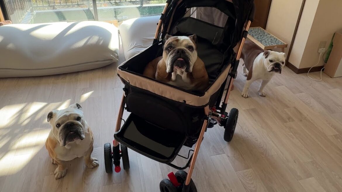 お散歩が難しい老犬ブルに専用カートをプレゼントしました♪