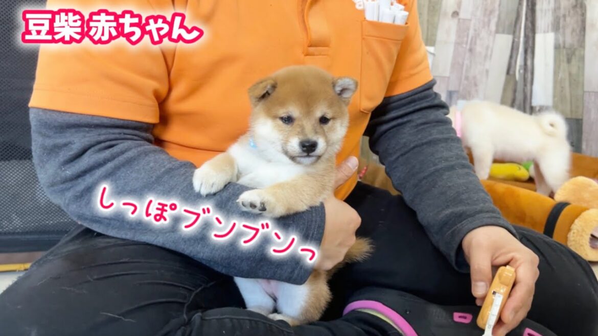 【豆柴犬】人懐っこすぎる赤ちゃんたちの癒しの日常！【子犬と癒し】まめしば亭ブログvlog