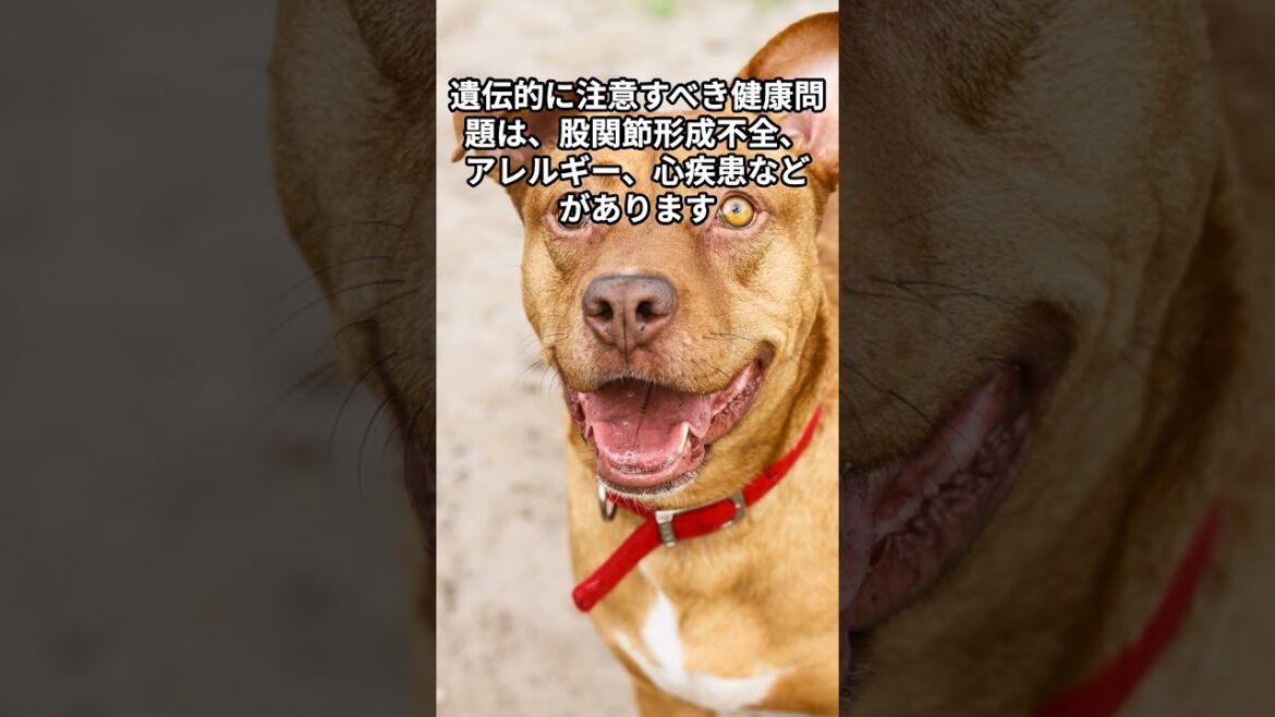 【アメリカン・ピット・ブル・テリアの雑学】＃動物＃雑学＃字幕＃AI