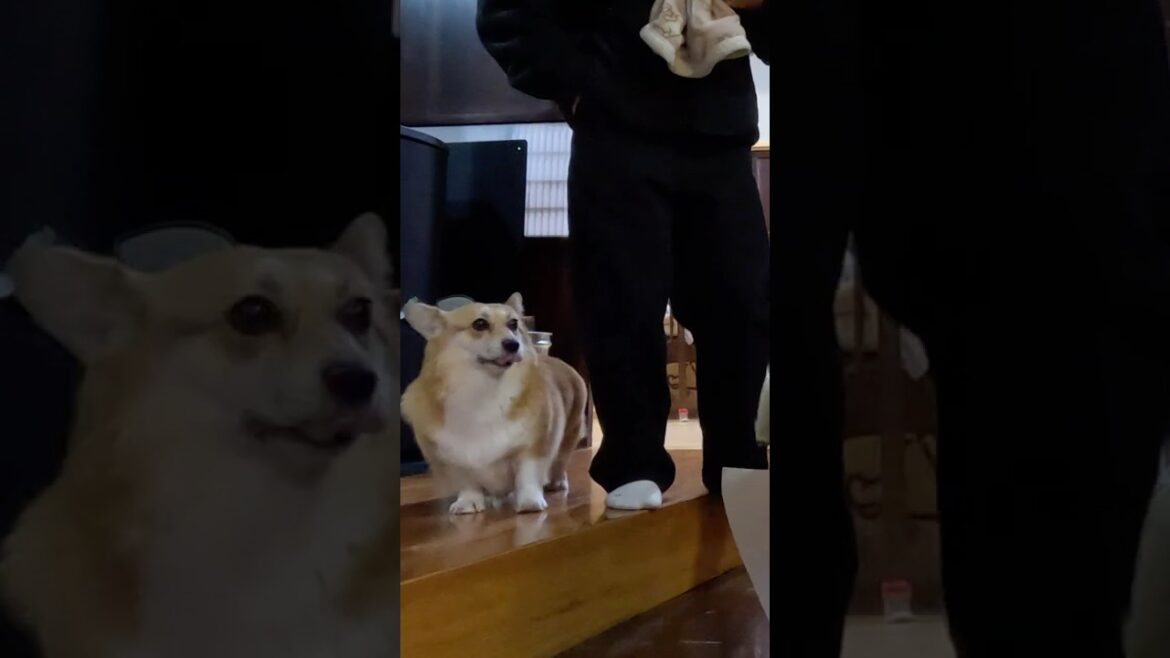 賑やかなコーギー / Boisterous Corgi #corgi #コーギー #サクラ