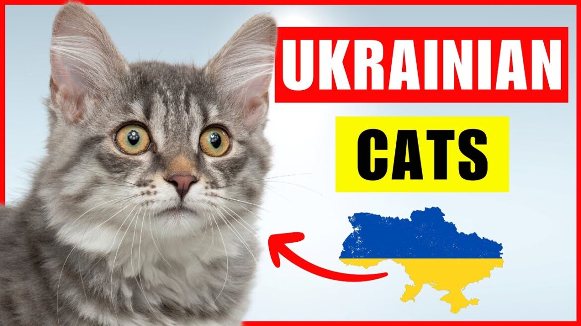 UKRAINE – What makes their LONGHAIR CATS so special? UKRAINE - What makes their LONGHAIR CATS so special?