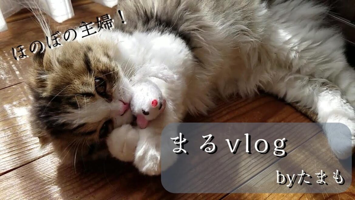 スコティッシュフォールドの子猫／可愛い♪猫のくせっ毛！／いつもの様に可愛く遊んでいる様子