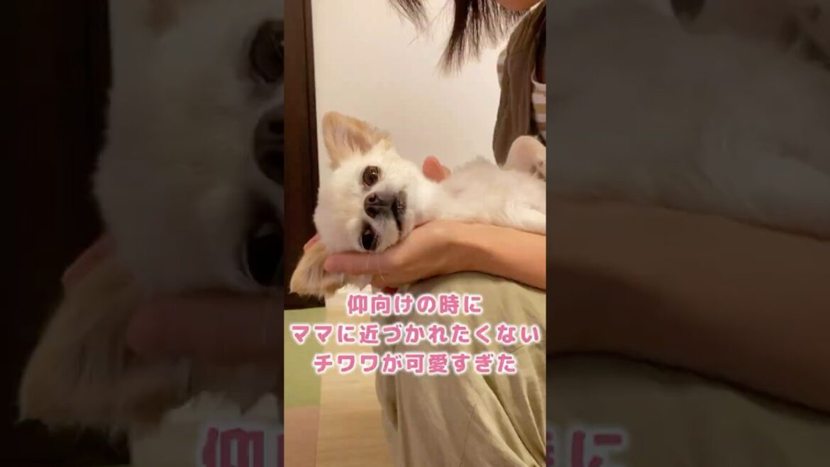 これ以上近づかないでと意思表示する甘えんぼチワワが可愛すぎた #shorts これ以上近づかないでと意思表示する甘えんぼチワワが可愛すぎた #shorts