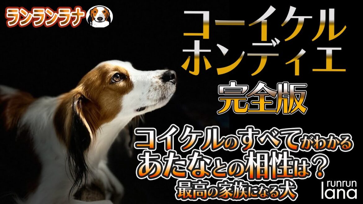 #125  コーイケルホンディエってどんな犬?コイケルと暮らしてわかったことすべてお話します! #125  コーイケルホンディエってどんな犬?コイケルと暮らしてわかったことすべてお話します!