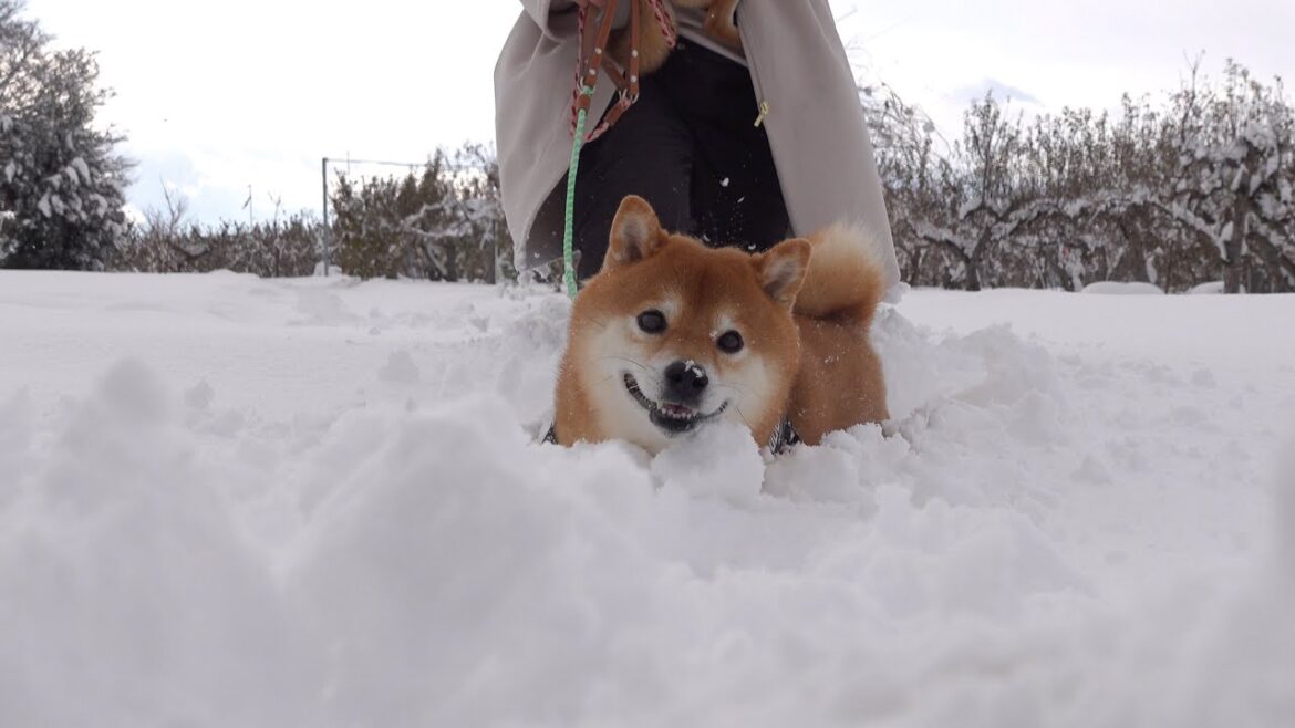 ヤバすぎる大雪で柴犬ハチ、限界突破へ。 ヤバすぎる大雪で柴犬ハチ、限界突破へ。