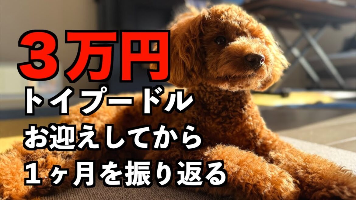 お迎えしてから1ヶ月の振り返り。【3万円トイプードル】
