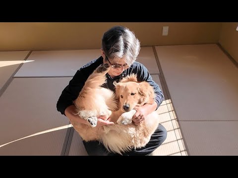 火事で家が燃え台風で家が壊れ。思い出は無くなっても今があれば。【Golden Retriever japan】 火事で家が燃え台風で家が壊れ。思い出は無くなっても今があれば。【Golden Retriever japan】