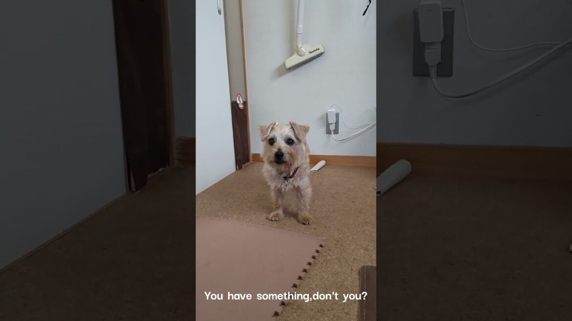 【ノーフォークテリア】悪戯っ子（11歳児） #ノーフォークテリア #悪戯っ子 #dog #norfolkterrier