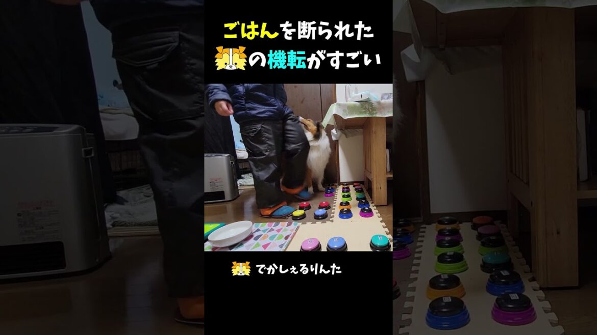 ごはんを断られたシェルティの機転がすごい【会話ボタンでしゃべる犬】 #shorts  #dog ごはんを断られたシェルティの機転がすごい【会話ボタンでしゃべる犬】 #shorts  #dog