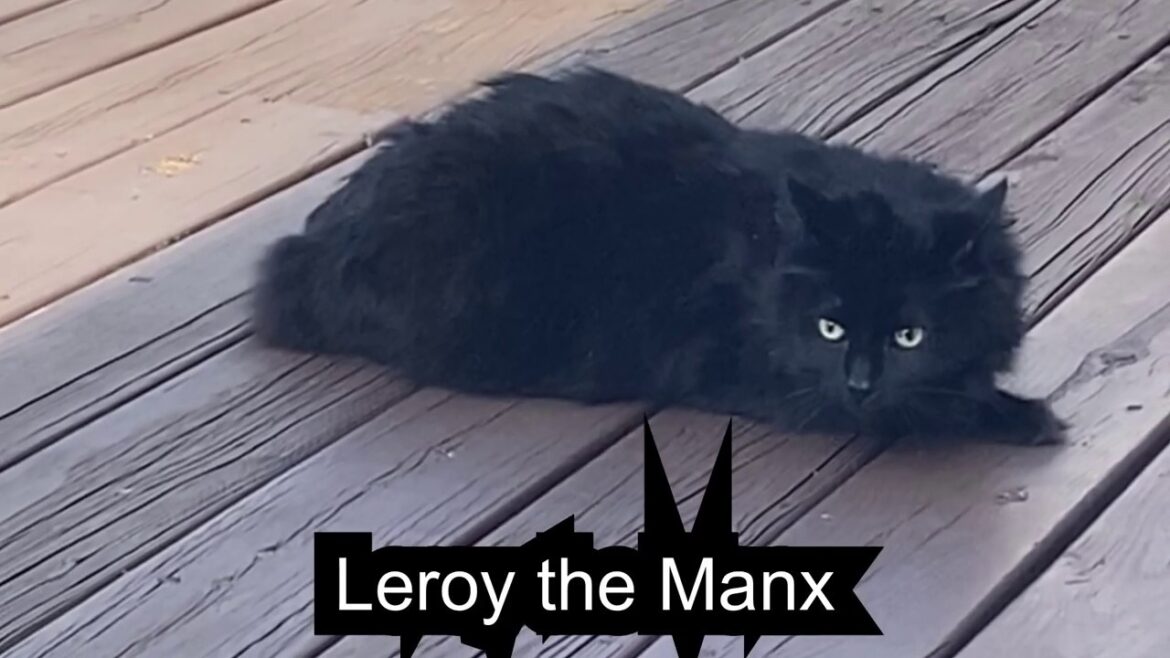 Manx cat gets to go OUTSIDE! 😃