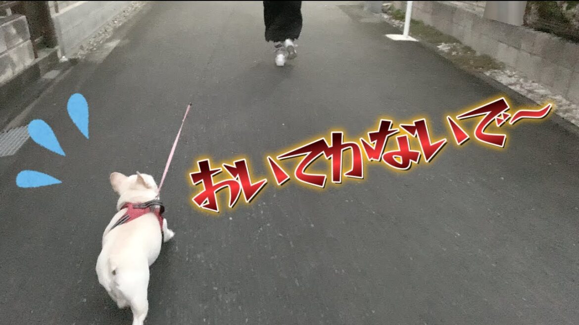 ママにおいて行かれて必死で追いかける愛犬が可愛すぎるｗ【フレンチブルドッグ frenchbulldog】