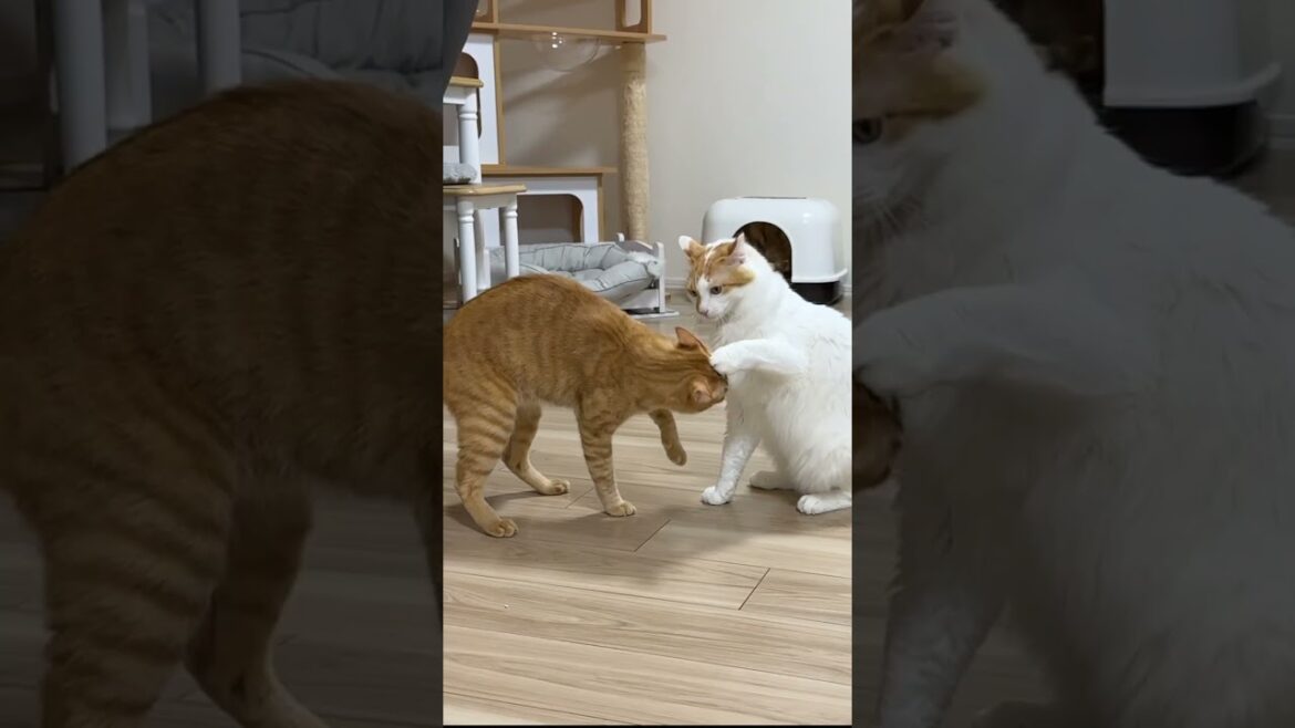 毎日やりたい放題な猫たちまとめww #cat #ねこ#funny