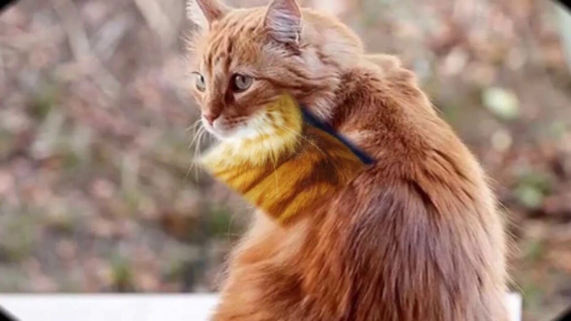 Beautiful photos Cymric Cat breed Beautiful photos Cymric Cat breed