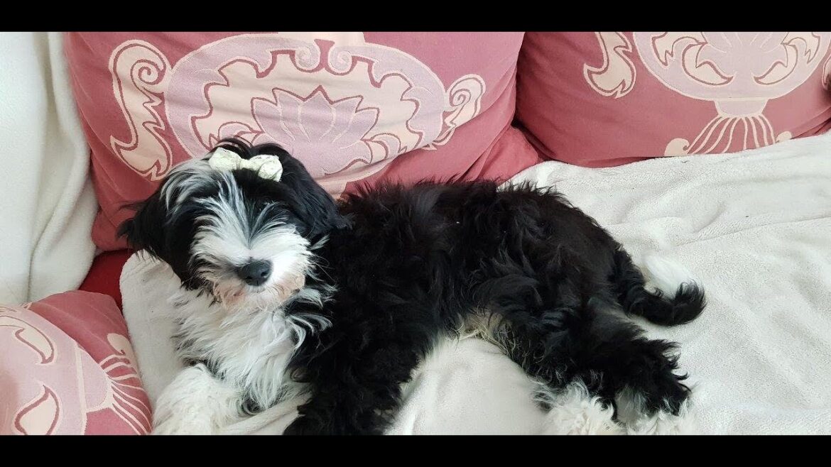 TTTT - Thimi The Tibetan Terrier fights with a rope at home