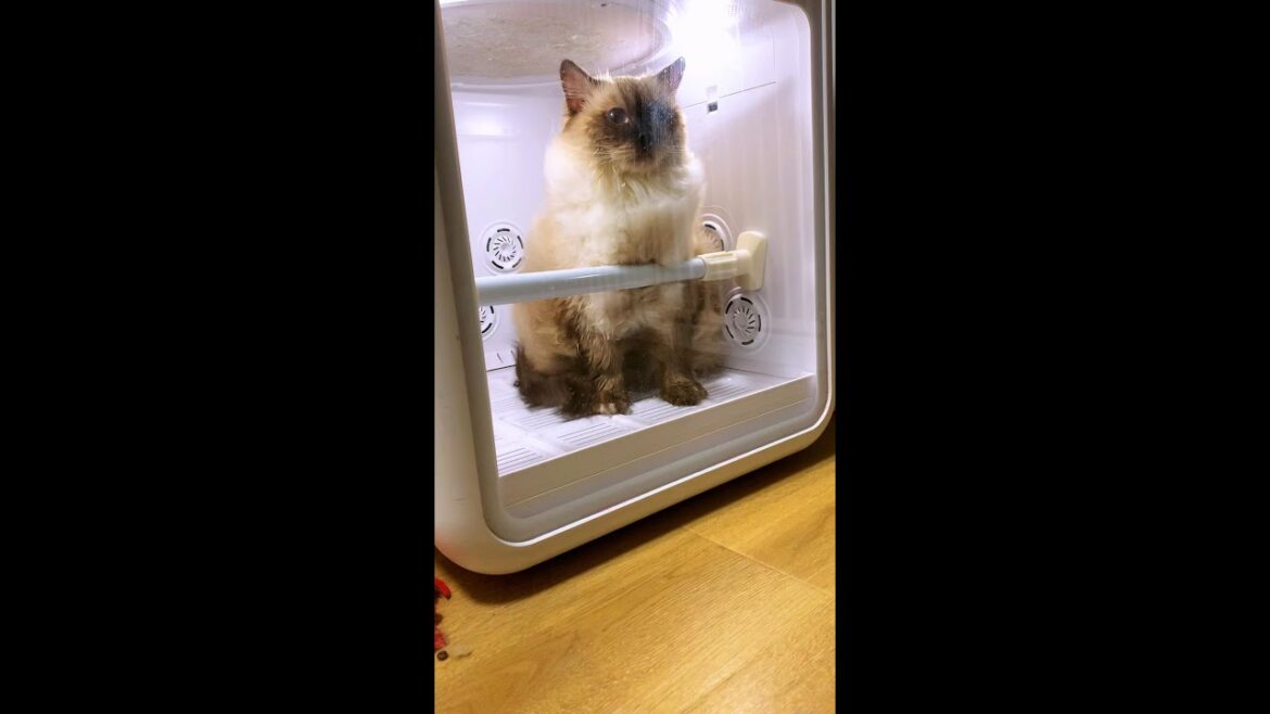 CAT FINISH BATH & NOW DRYING 6 ๐๐ (Givenchy) CAT FINISH BATH & NOW DRYING 6 ๐๐ (Givenchy)
