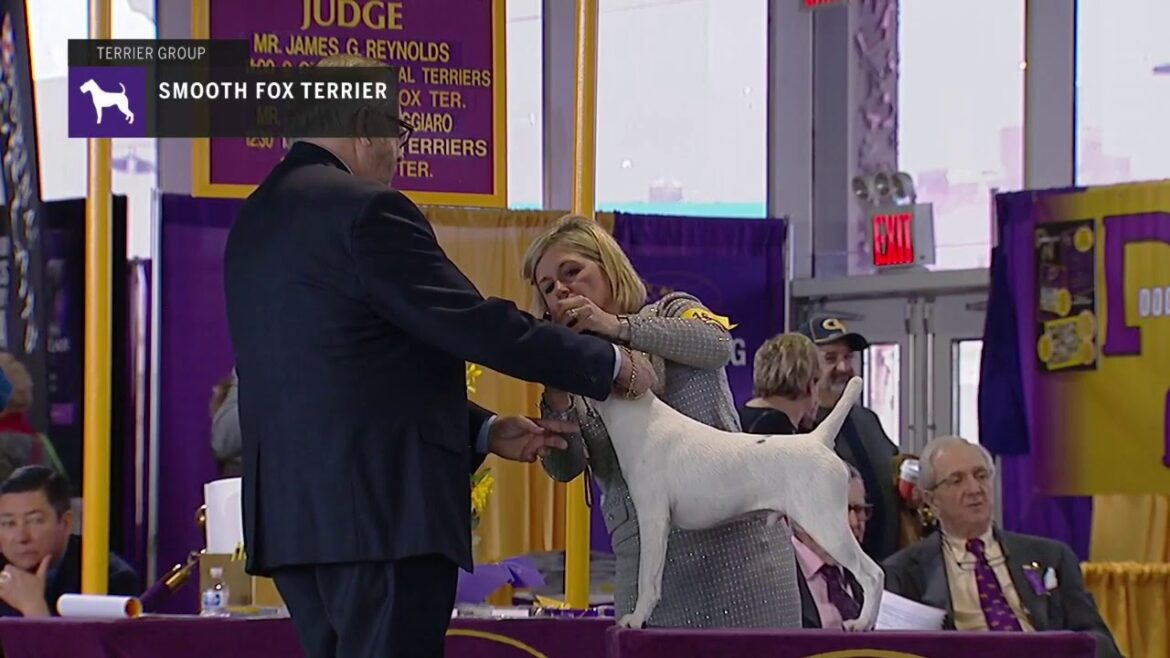 Fox Terriers Smooth | Breed Judging 2019