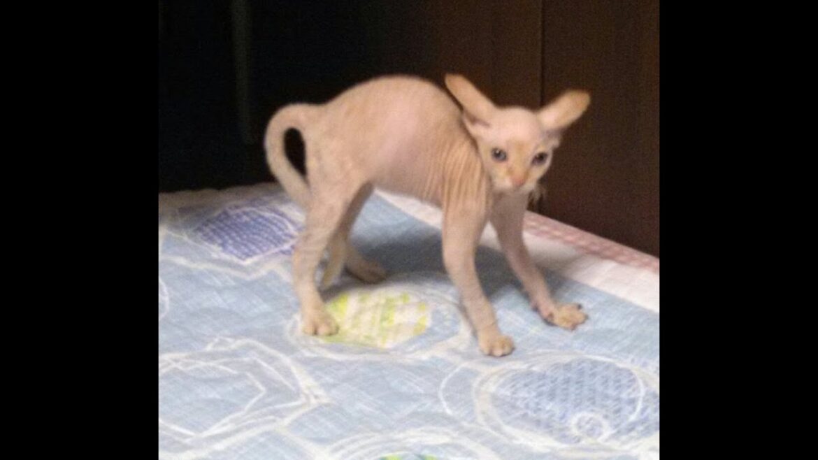 4-month-old kitten Sphinx+Devon rex