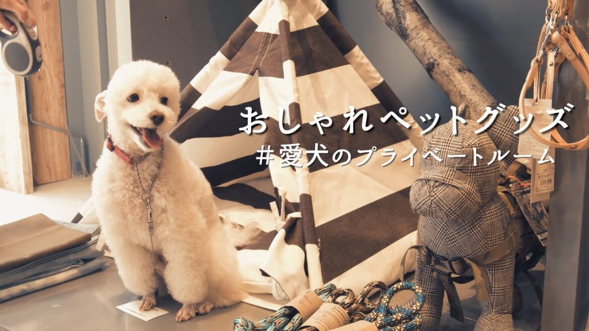 おすすめペットグッズをトイプードルが試してみました【マリン アンド ウォーク横浜】