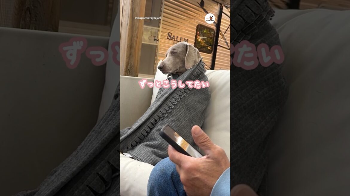 急に寒くなってワンコがこの状態…｜PECO #ワイマラナー #犬 #愛犬家 #犬のいる暮らし #weimaraner #dog #doglover #doglife